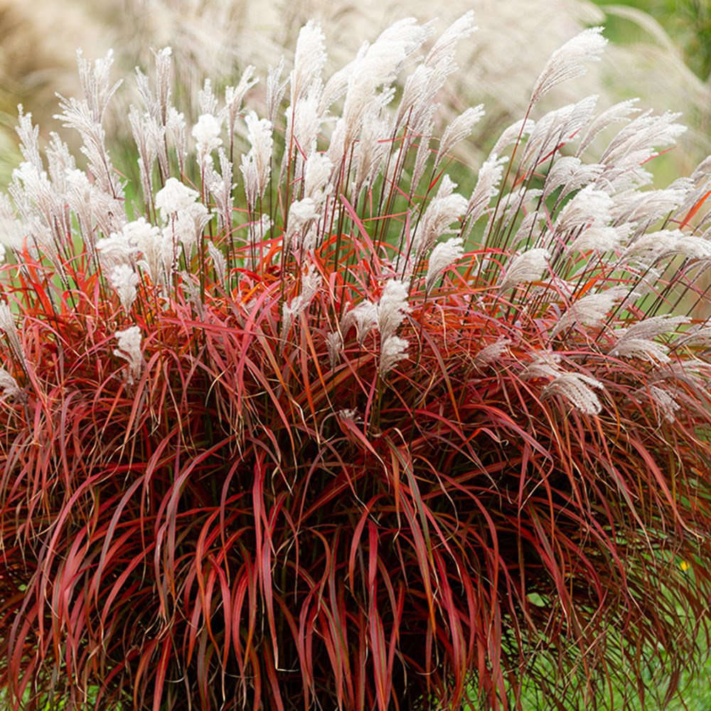 Miscanthus Lady In Red | Chinese Silver Grass