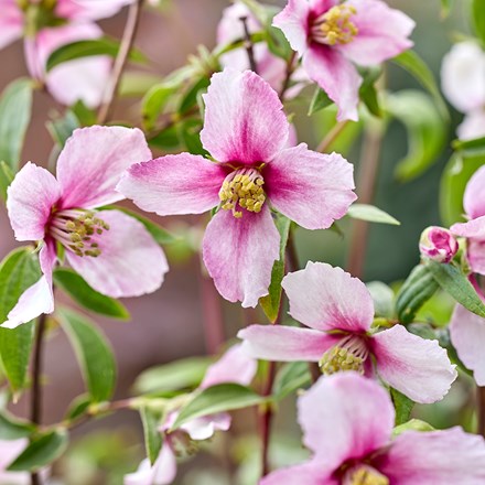 Philadelphus Petite Perfume Pink | Mock Orange