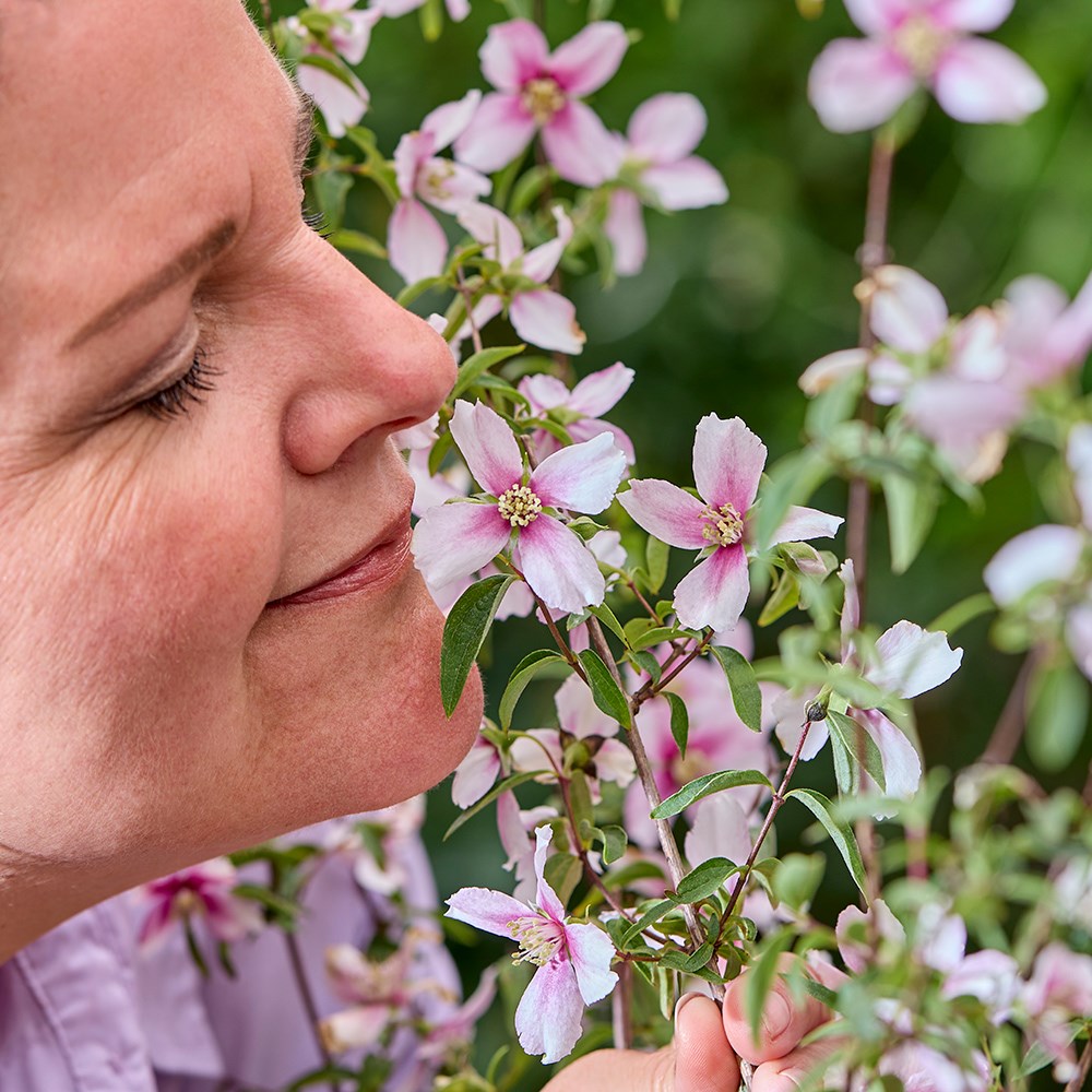 Philadelphus Petite Perfume Pink | Mock Orange