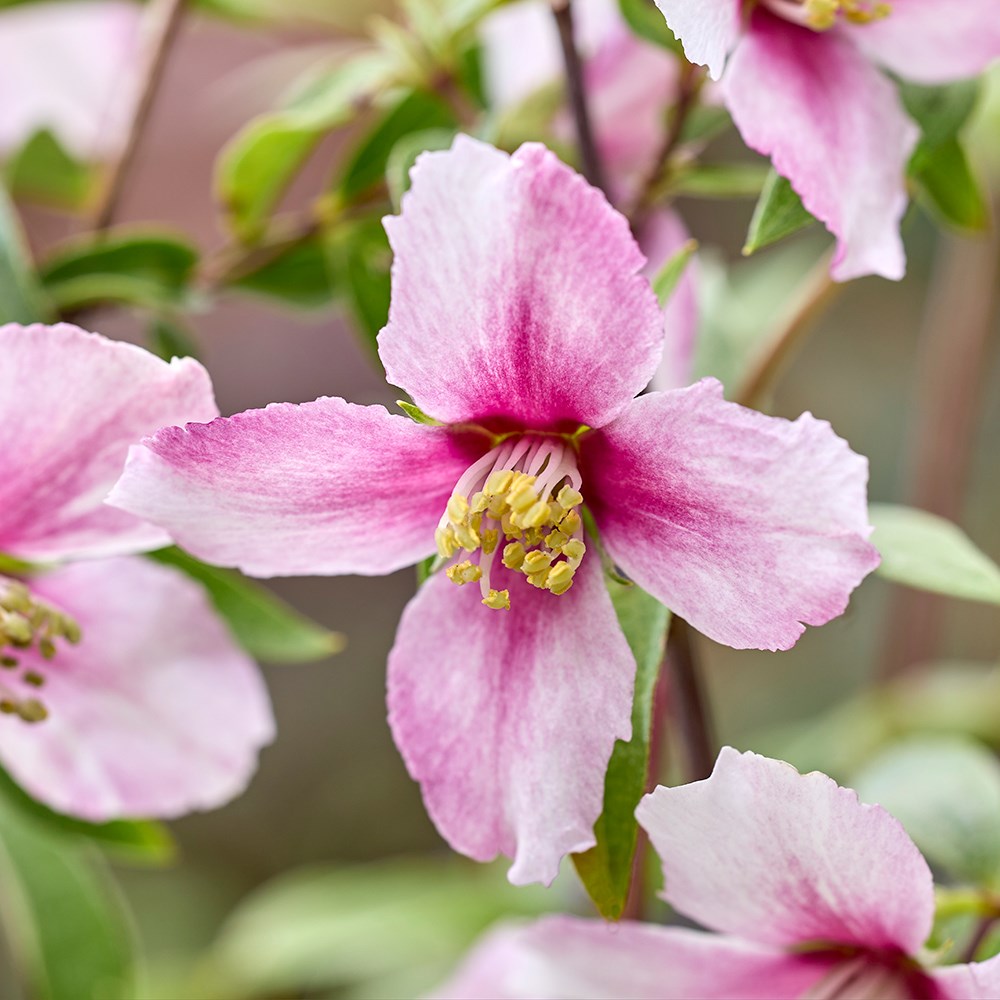 Philadelphus Petite Perfume Pink | Mock Orange