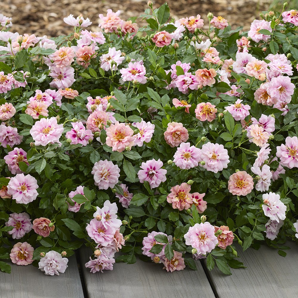 Rosa Amirose | Groundcover Rose