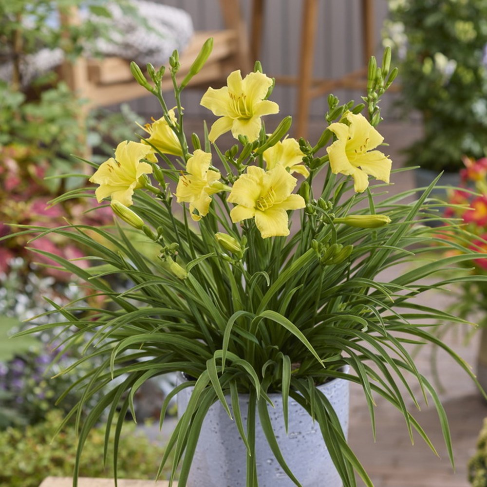 Hemerocallis Stella Citron | Daylily