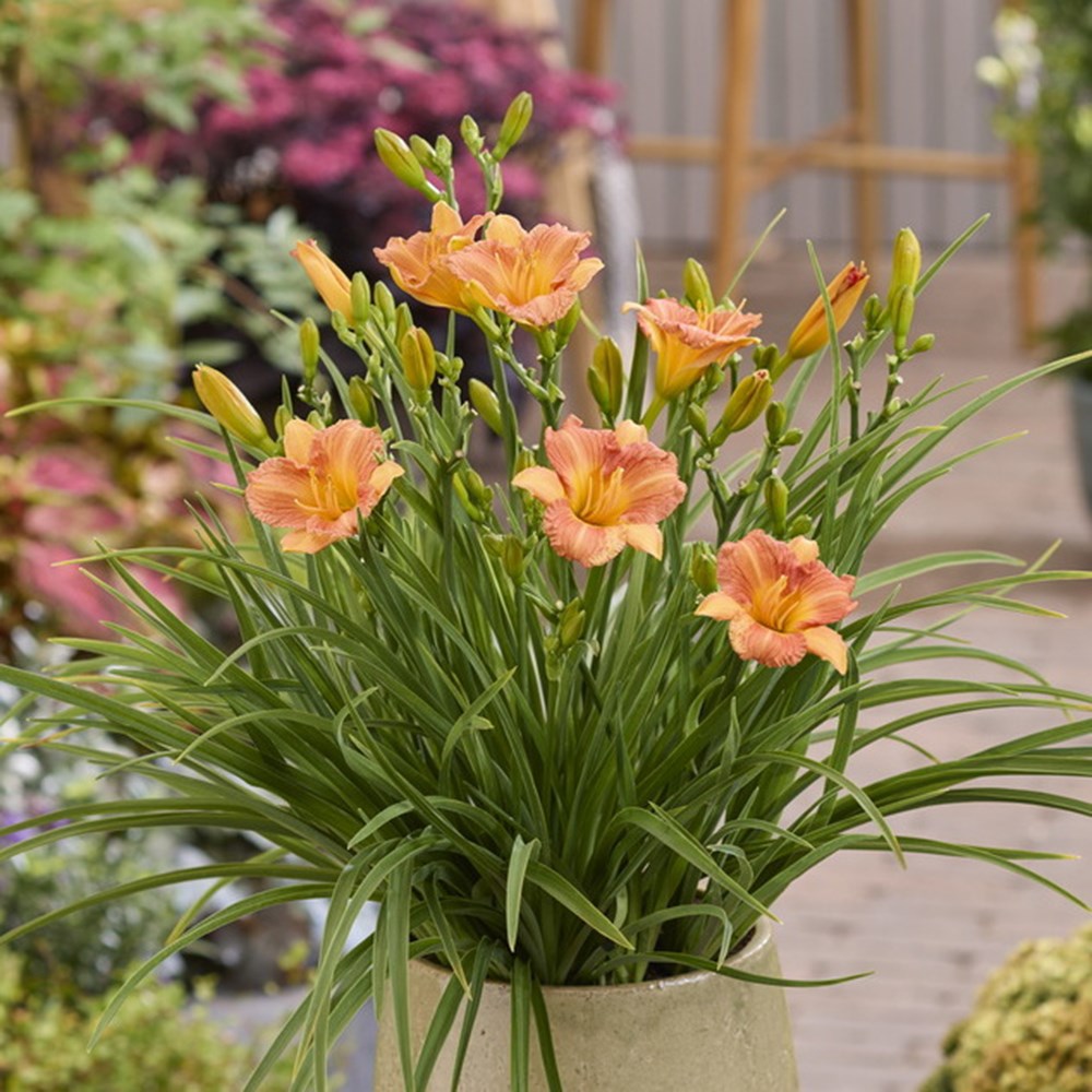 Hemerocallis Stella Tangerine | Daylily