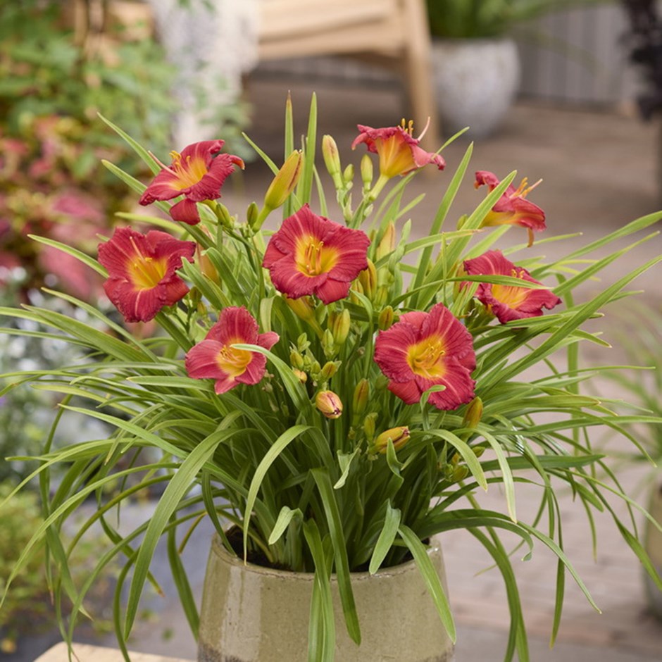 Hemerocallis Stella Rouge | Daylily