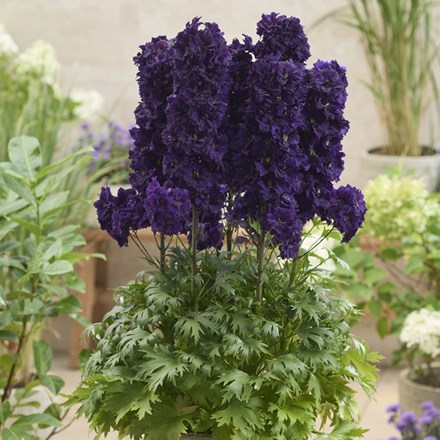 Delphinium Paramo Black Velvet ('Barthirty') (PBR) (Paramo Series)