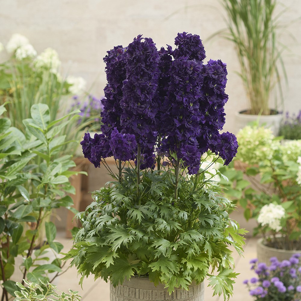Delphinium Paramo Black Velvet