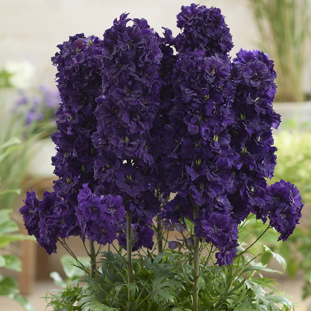 Delphinium Paramo Black Velvet