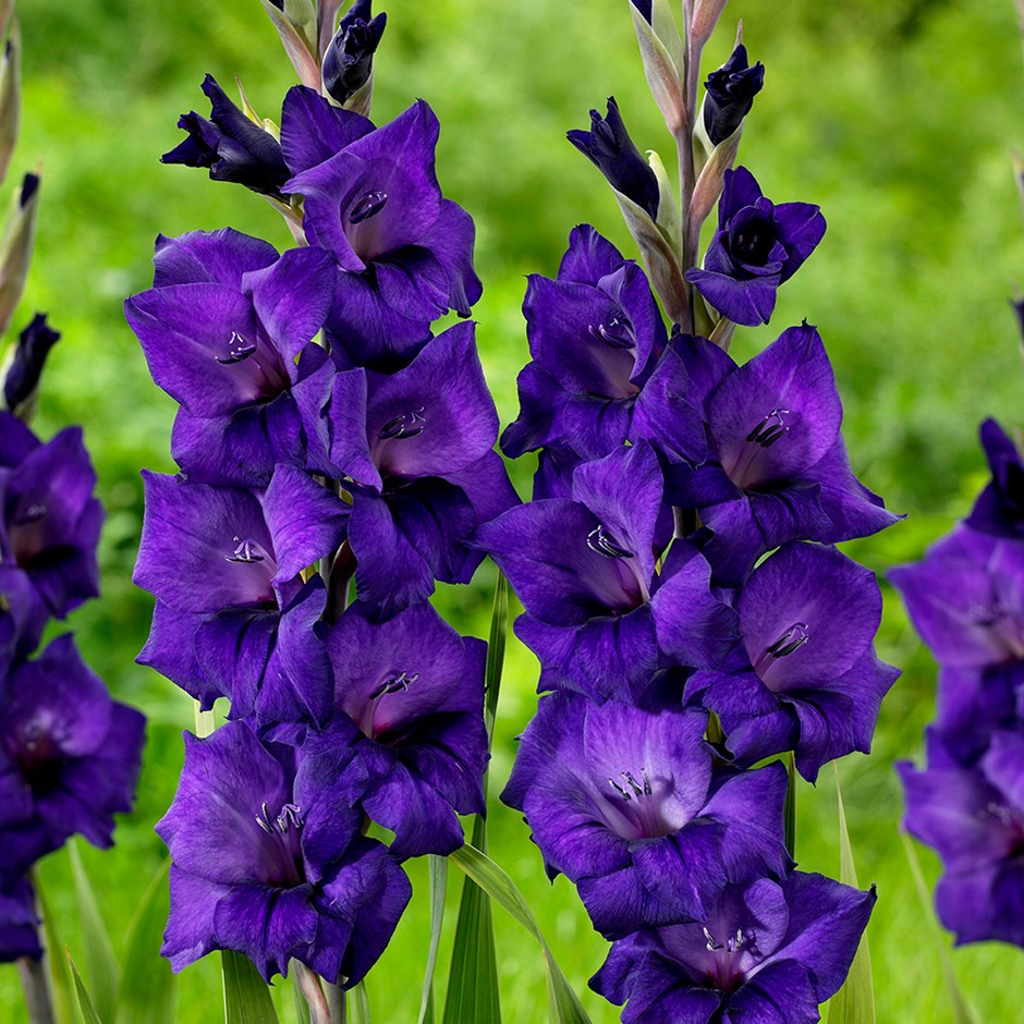 Gladiolus Purple Flora | Gladioli