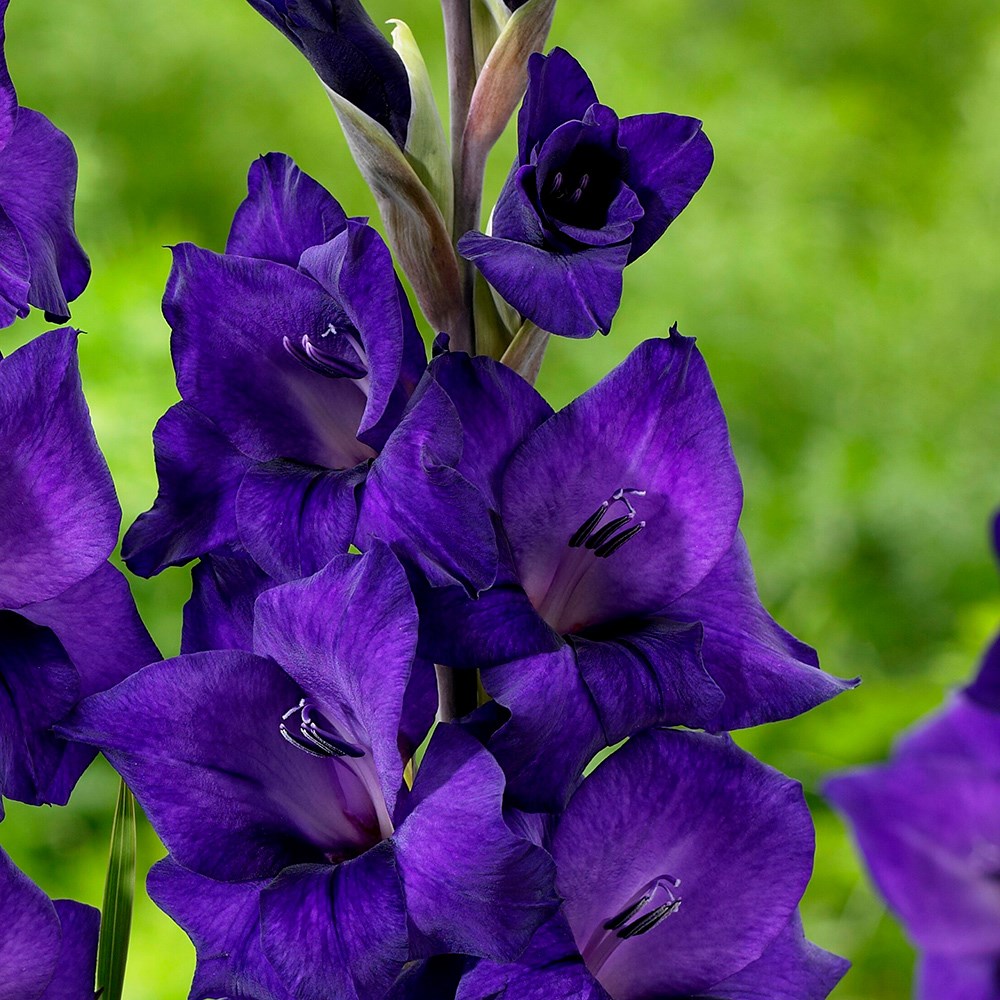 Gladiolus Purple Flora | Gladioli