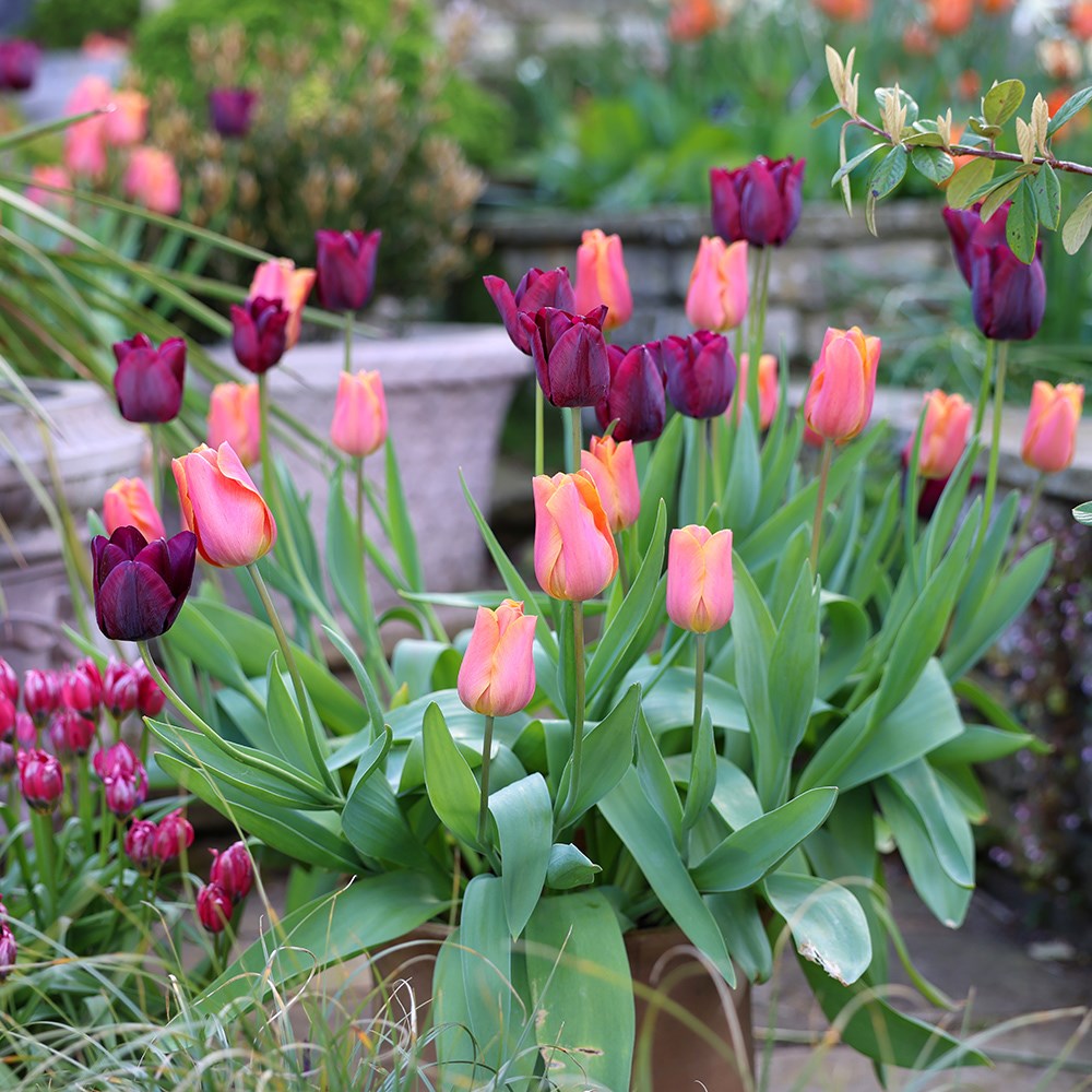 Best For Pots Tulip Collection