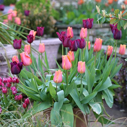 tulip collection