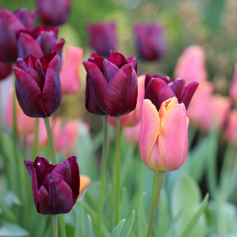 Best For Pots Tulip Collection