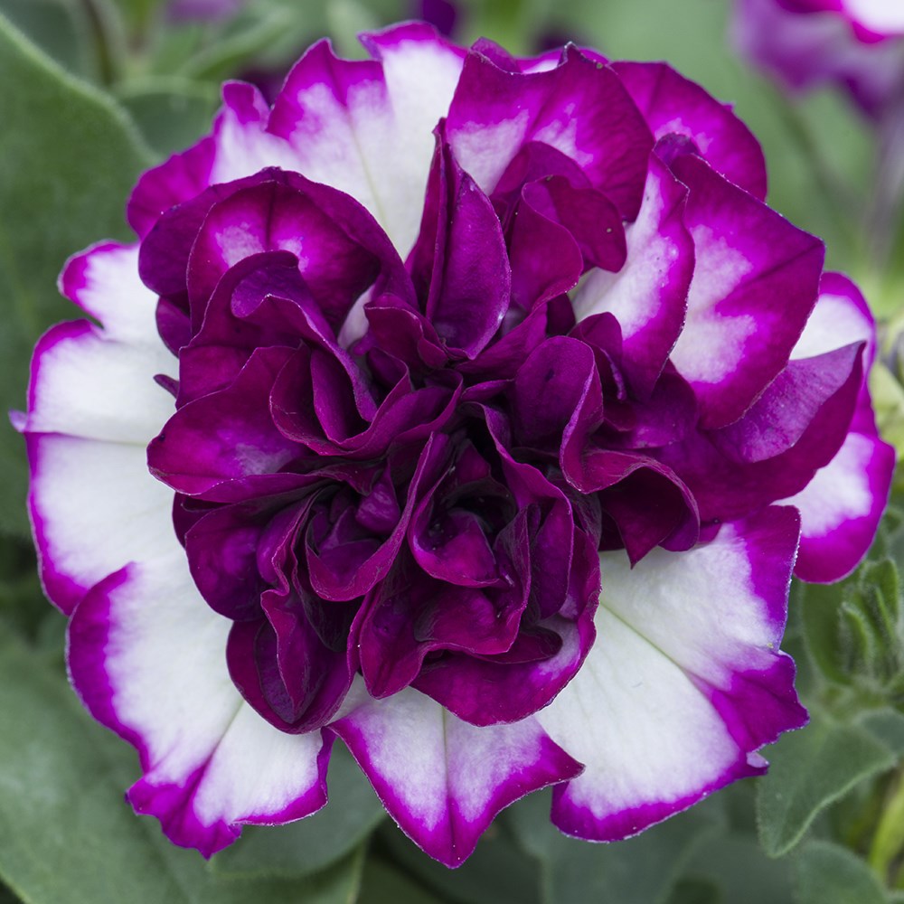 Petunia Tumbelina Compact Nicola