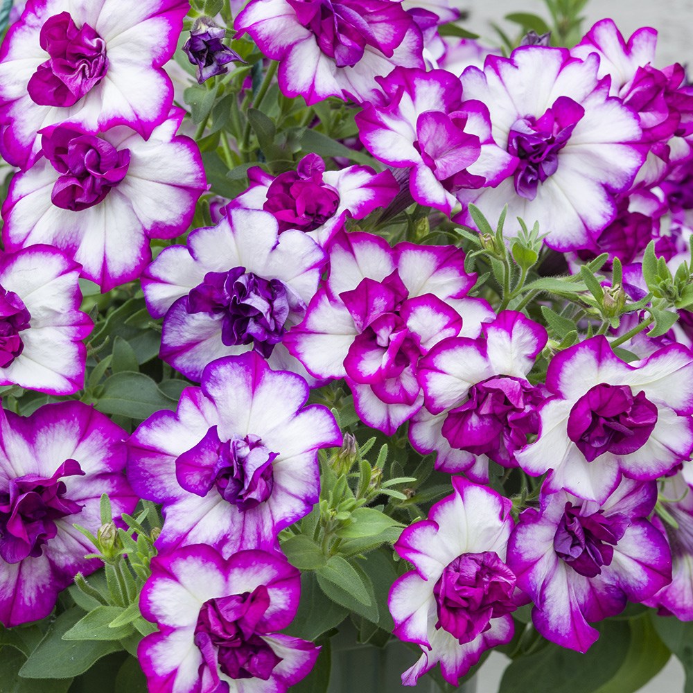Petunia Tumbelina Compact Nicola