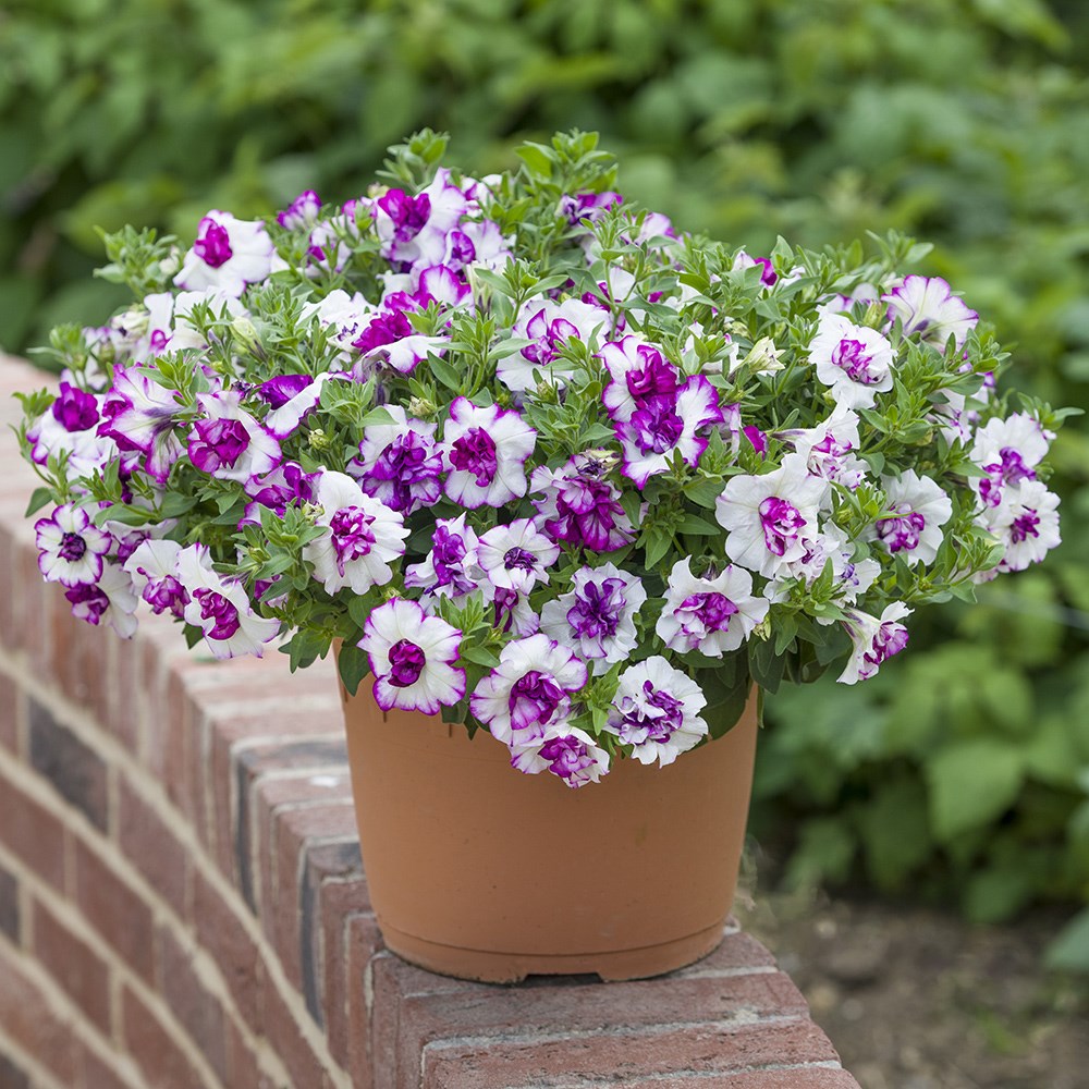 Petunia Tumbelina Compact Nicola