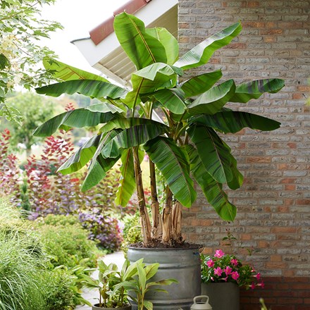 Musa Sikkimensis Ever Red | Banana