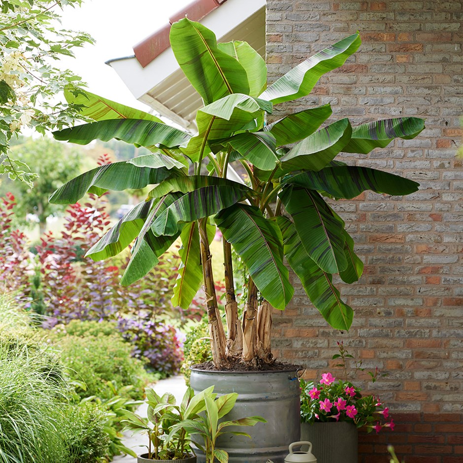 Musa Sikkimensis Ever Red | Banana