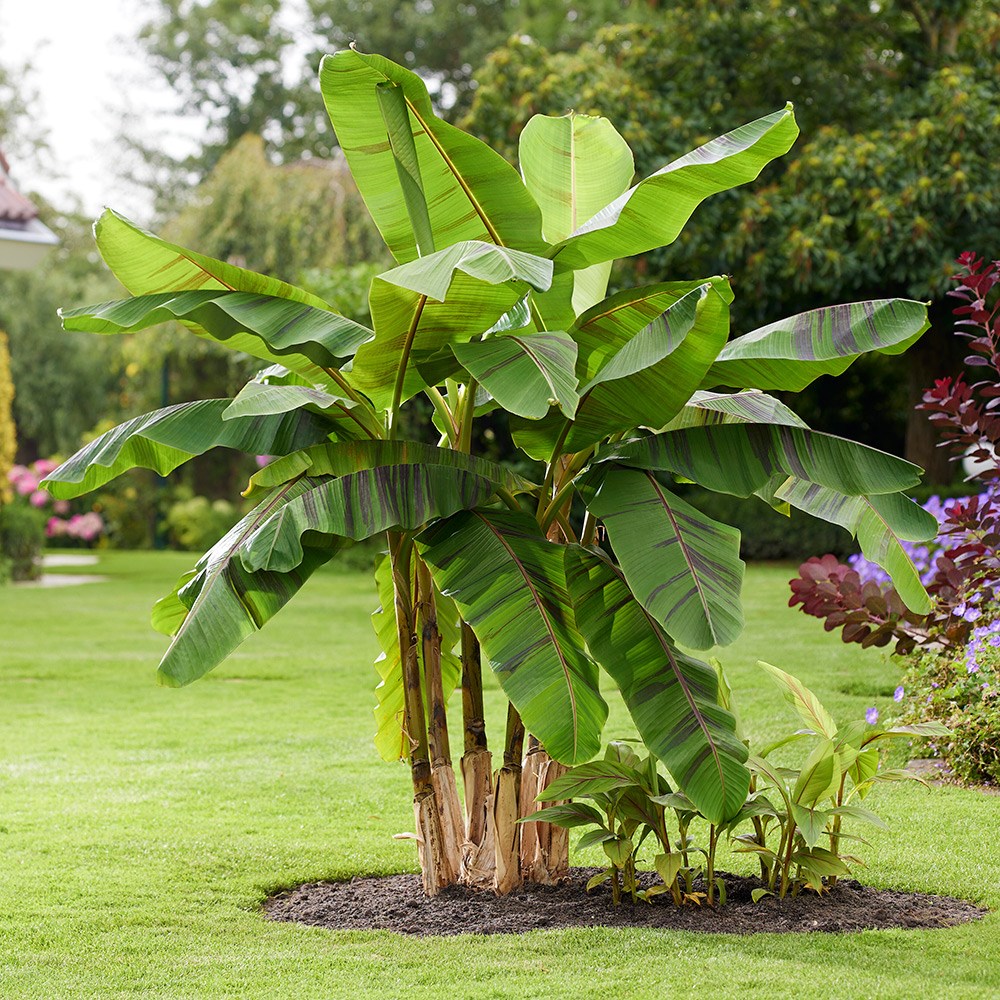 Musa Sikkimensis Ever Red | Banana