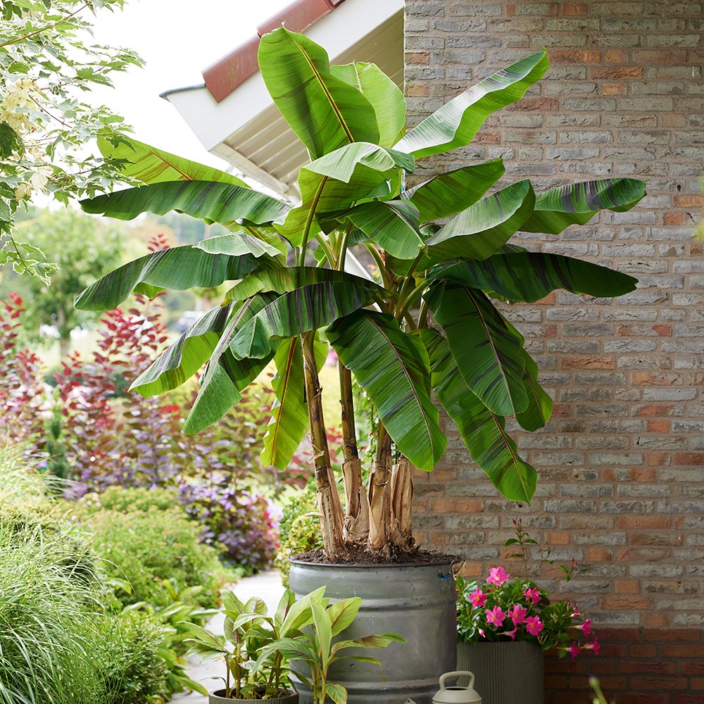 Musa Sikkimensis Ever Red | Banana