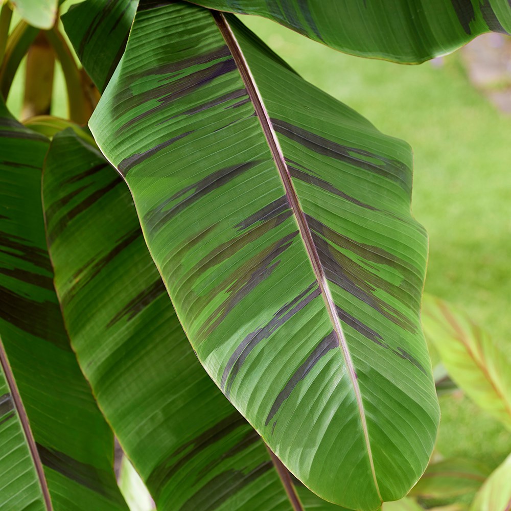Musa Sikkimensis Ever Red | Banana