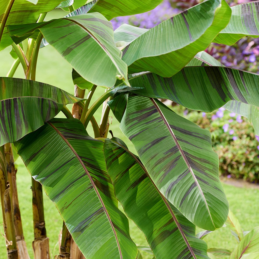 Musa Sikkimensis Ever Red | Banana