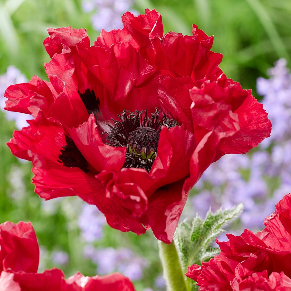 Papaver Red Rumble | Oriental Poppy