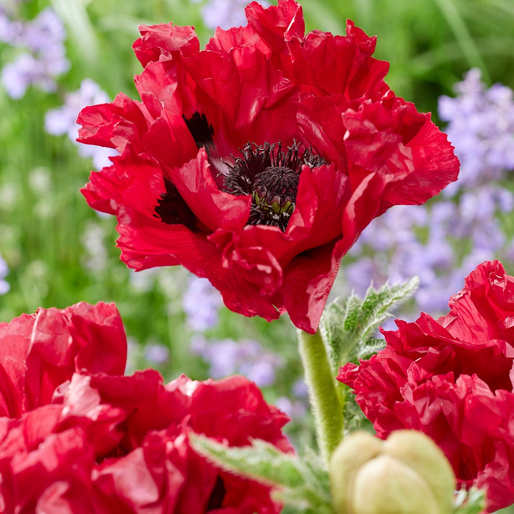 Papaver Red Rumble | Oriental Poppy