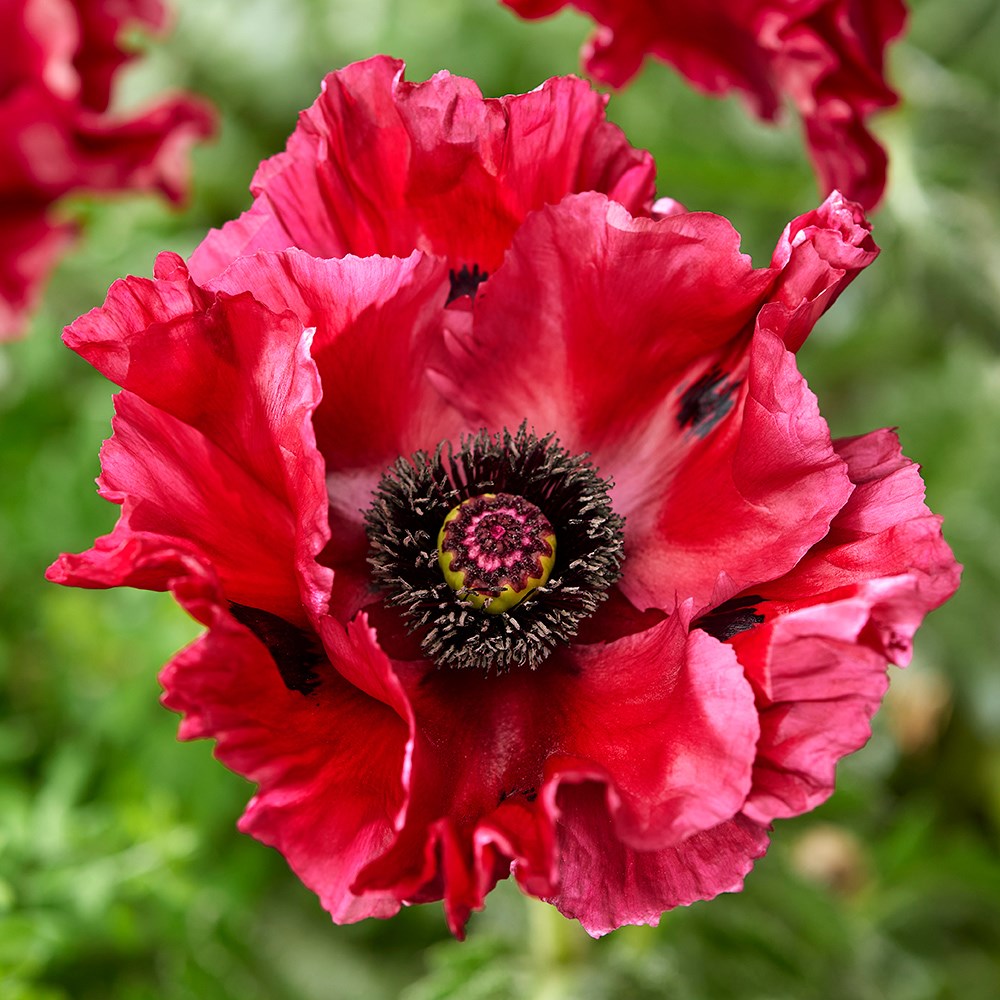 Papaver Red Rumble | Oriental Poppy