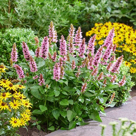 Agastache rugosa Beelicious Pink ('Agapk') (PBR)