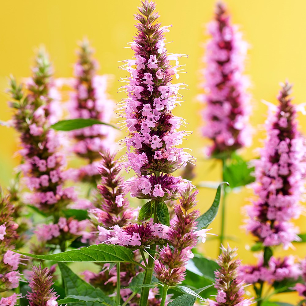 Agastache Rugosa Beelicious Pink | Mexican Giant Hyssop