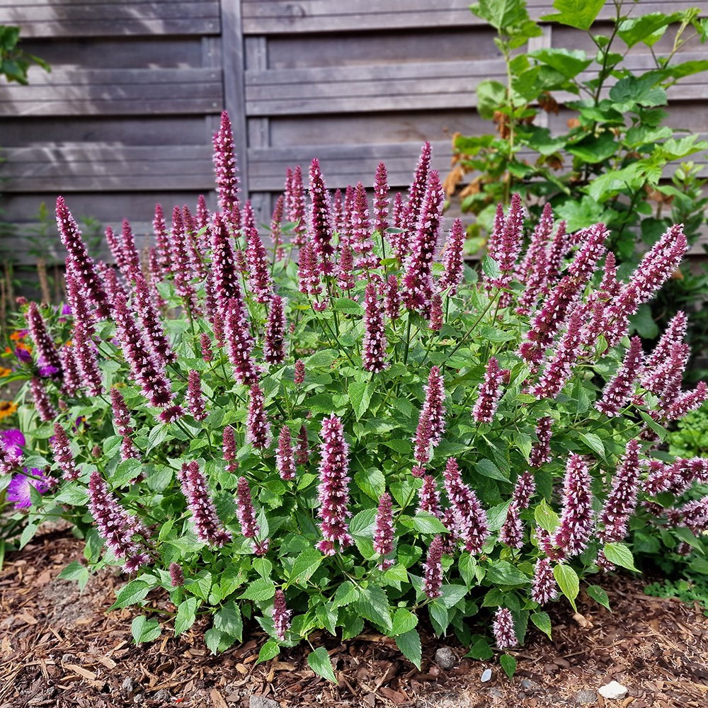 Agastache Rugosa Beelicious Pink | Mexican Giant Hyssop