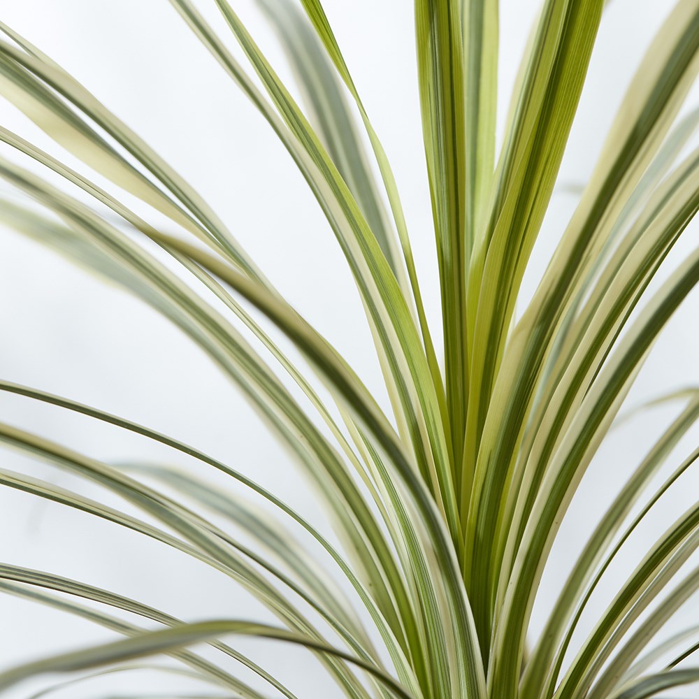 Cordyline Lime Passion | Cabbage Palm