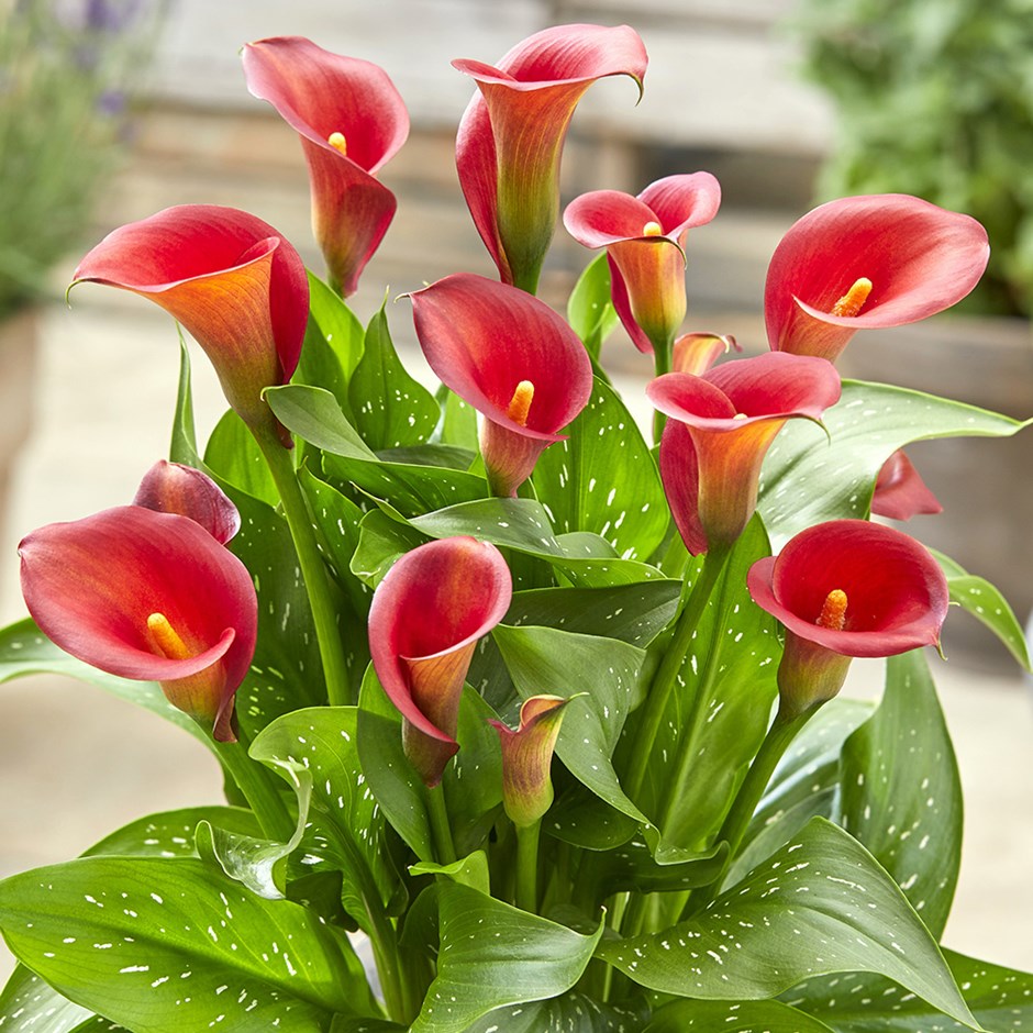 Zantedeschia Red Alert | Calla Lily