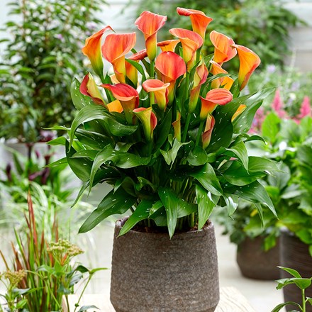 Zantedeschia Sunset Passion | Calla Lily