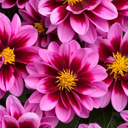 Dahlia Dahlietta Demi