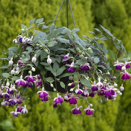 Fuchsia Eva Boerg