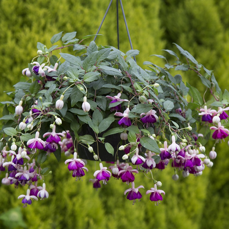 Fuchsia Eva Boerg | Trailing Hardy Fuchsia