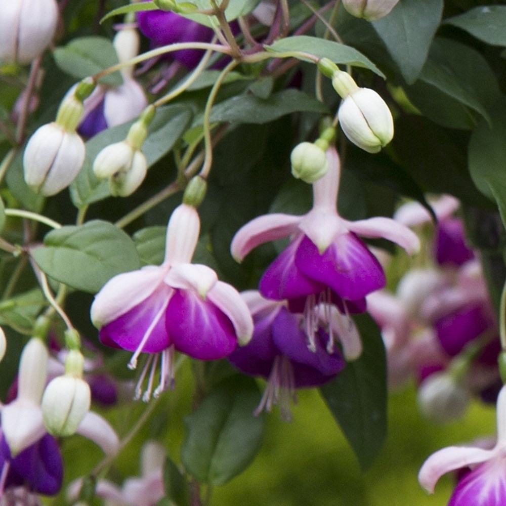 Fuchsia Eva Boerg | Trailing Hardy Fuchsia
