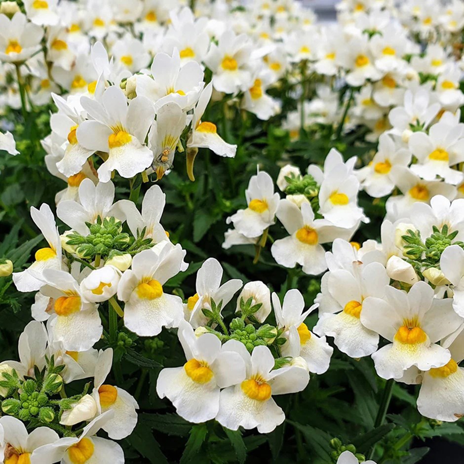 Nemesia Honey White