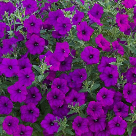 Petunia Bubbles Purple