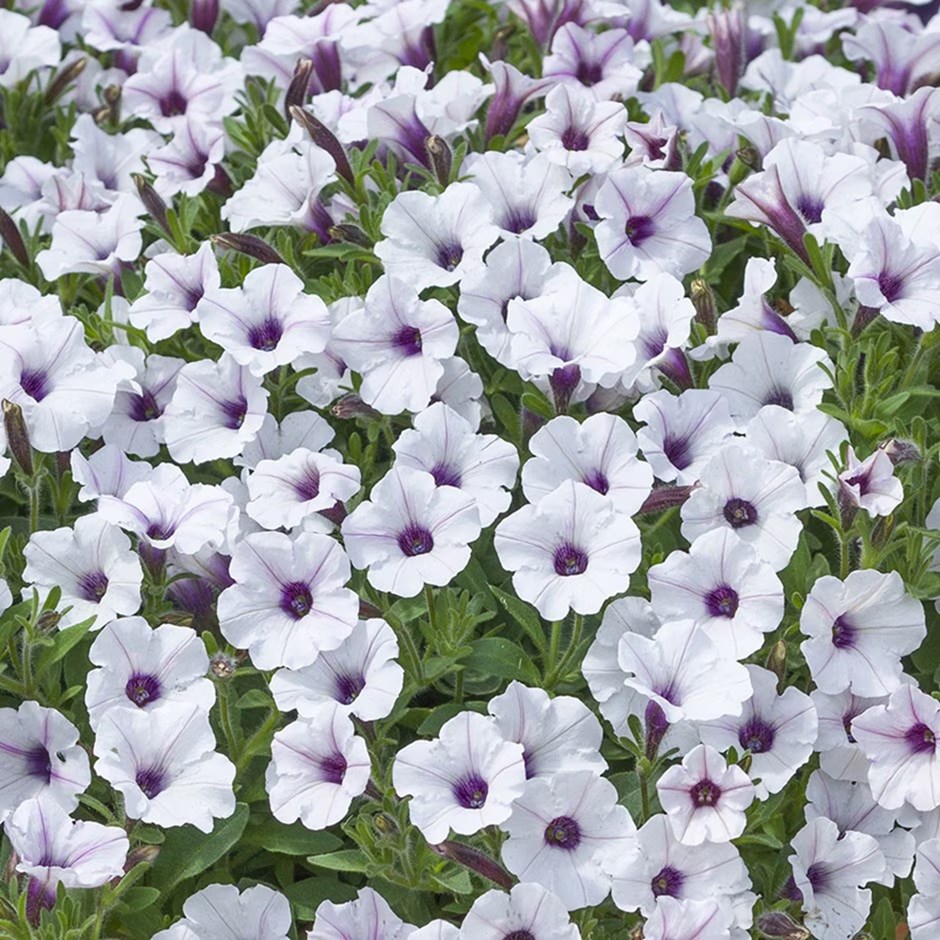 Petunia Bubbles White
