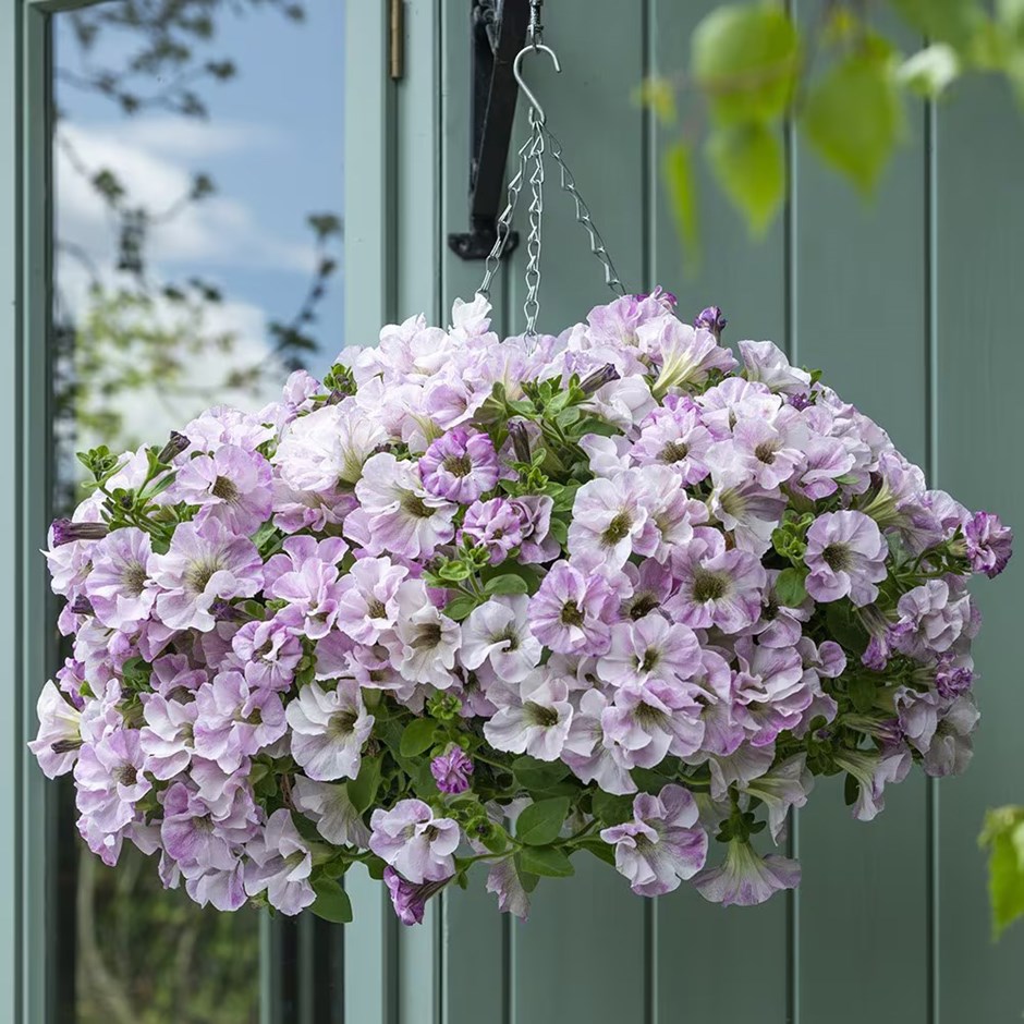 Petunia Designer Bridal Blush
