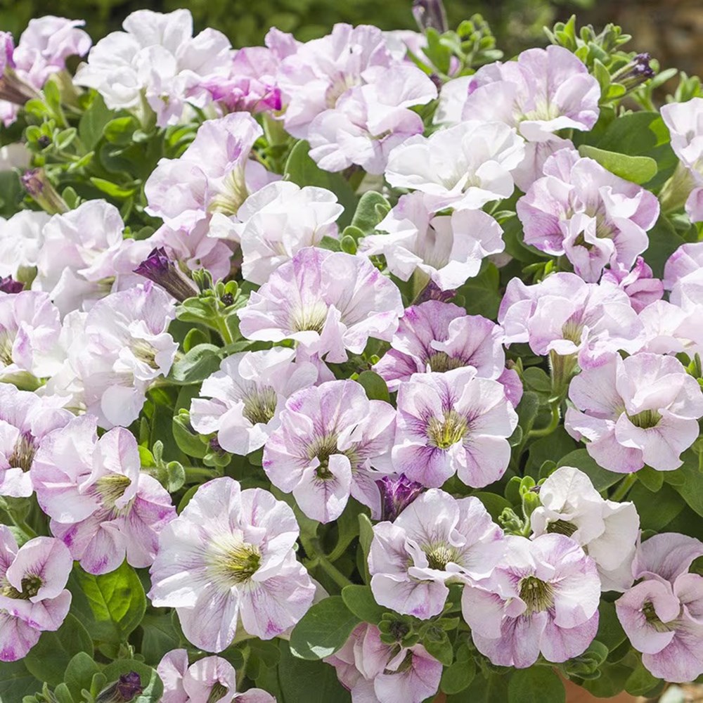 Petunia Designer Bridal Blush