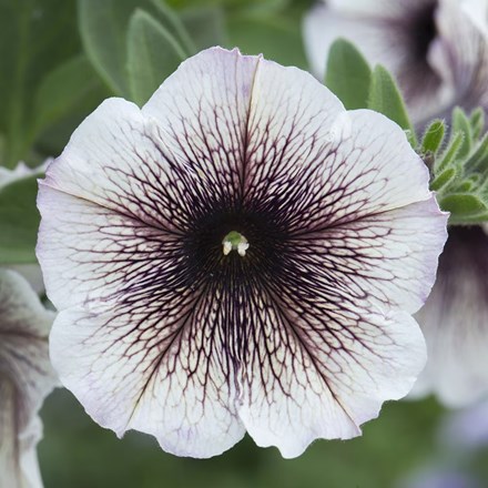 Petunia Cappuccino