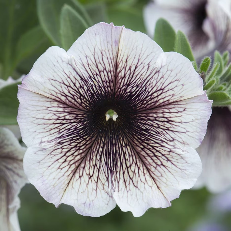 Petunia Cappuccino