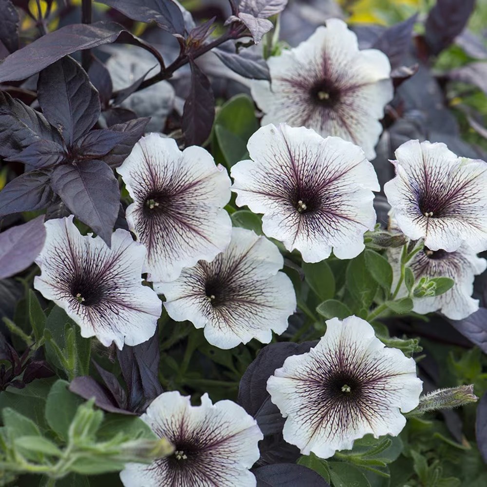 Petunia Cappuccino