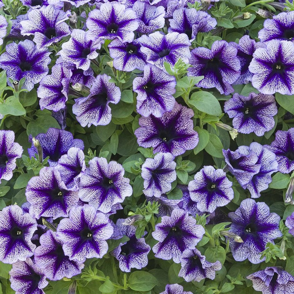 Petunia Designer Royal Lace