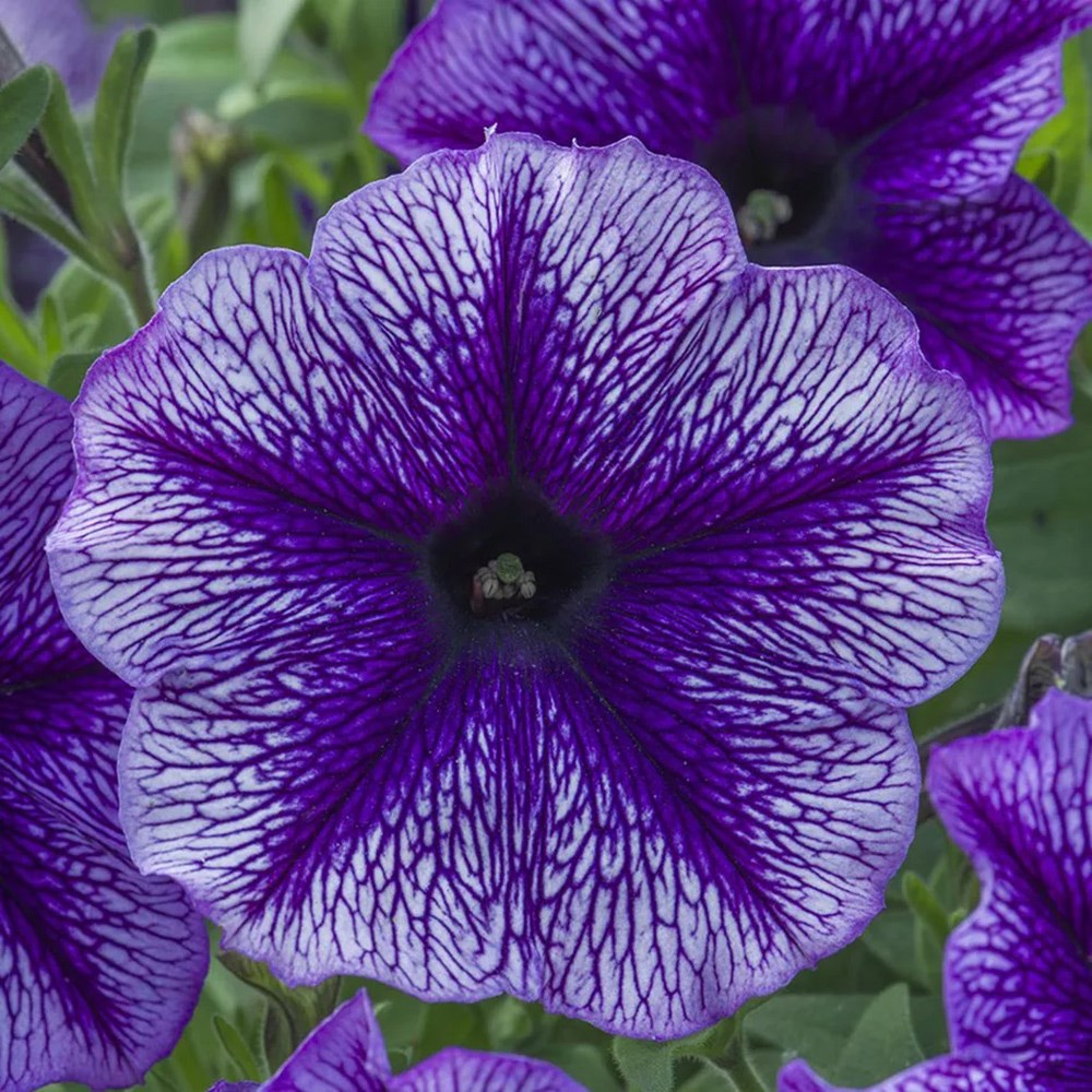 Petunia Designer Royal Lace