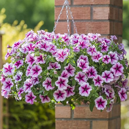 Petunia Designer Starburst Cherry