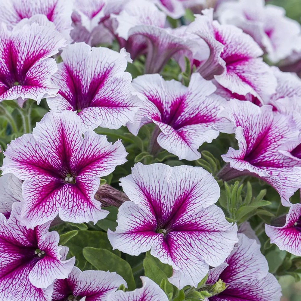 Petunia Designer Starburst Cherry